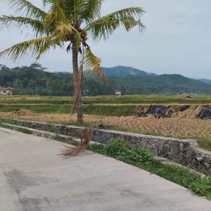 Dijual Cepat Sawah di Salam Nunggal Cibeber