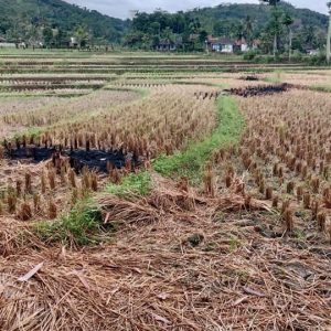 Dijual Cepat Sawah di Salam Nunggal, Cibeber