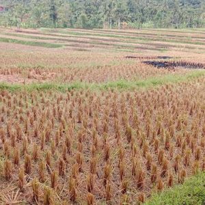 Dijual Cepat Sawah di Salam Nunggal, Cibeber