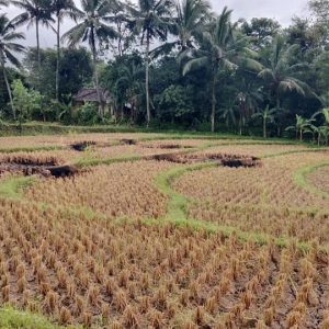 Dijual Cepat Sawah di Salam Nunggal, Cibeber