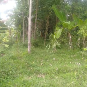 Dijual Cepat Tanah Kebun di Cibeber