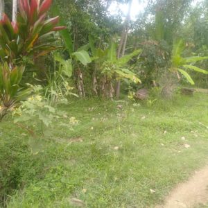 Dijual Cepat Tanah Kebun di Cibeber