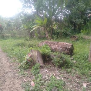 Dijual Cepat Tanah Kebun di Cibeber