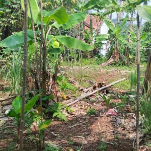 Dijual Cepat Tanah Darat di Cibeber
