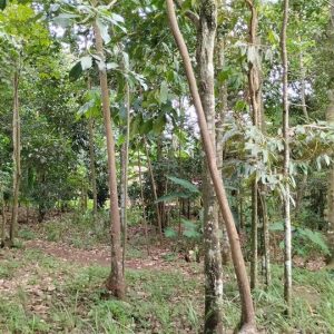 Dijual Cepat Tanah Kebun di Cibeber