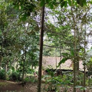 Dijual Cepat Tanah Kebun di Cibeber