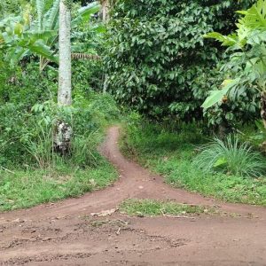 Dijual Cepat Tanah Kebun di Cibeber