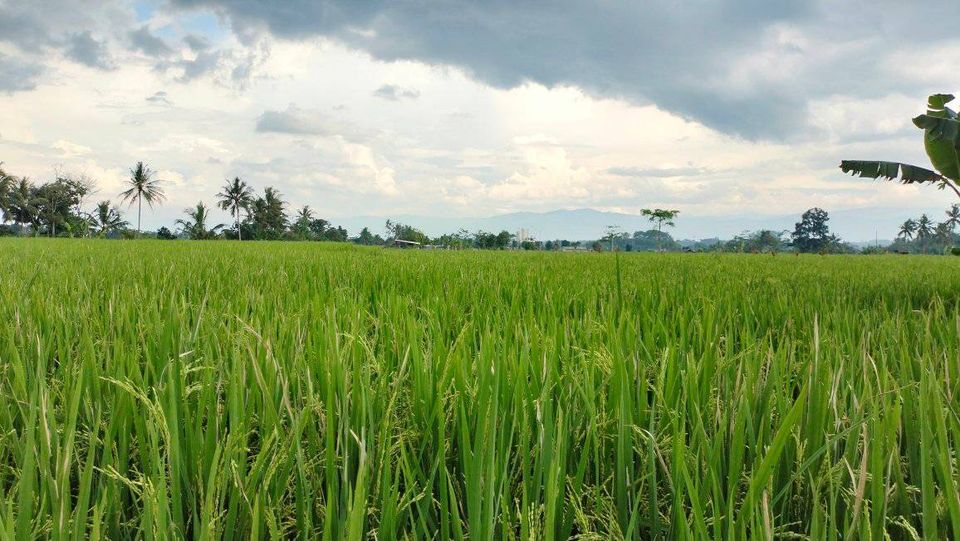 Dijual Tanah Sawah di Jebrod Cianjur Kota