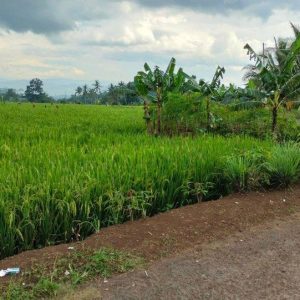 Dijual Tanah Sawah di Jebrod Cianjur Kota