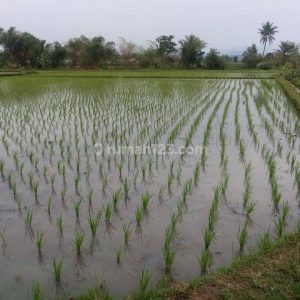 Dijual Tanah Sawah di Karangtengah