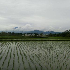 Dijual Tanah Sawah di Karangtengah