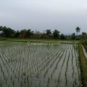Dijual Tanah Sawah di Karangtengah
