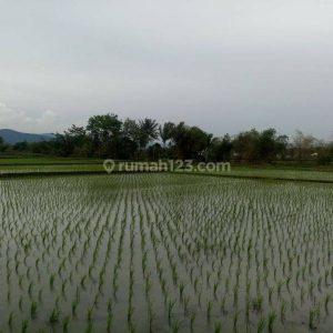 Dijual Tanah Sawah di Karangtengah