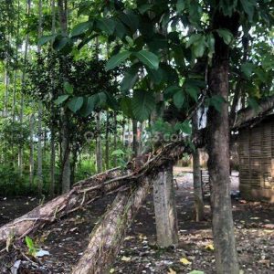 Dijual Tanah pinggir Jalan Raya di Rancagoong Cilaku