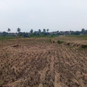 Dijual Tanah Sawah 6 Hektar pinggir Jalan di Karangtengah