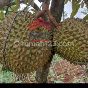 Dijual Tanah Kebun Duren Cianjur