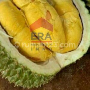 Dijual Tanah Kebun Duren Cianjur