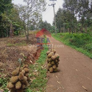 Dijual Tanah Kebun Duren Cianjur