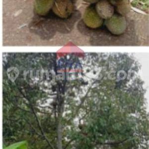 Dijual Tanah Kebun Duren Cianjur