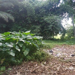 Dijual Tanah Padat di Ciranjang