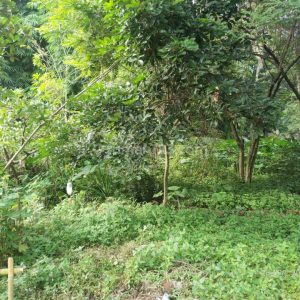 Dijual Tanah Padat di Ciranjang