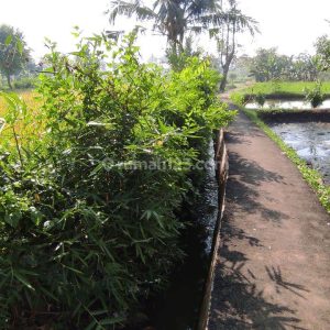Dijual Tanah Sawah Produktif di Karangtengah