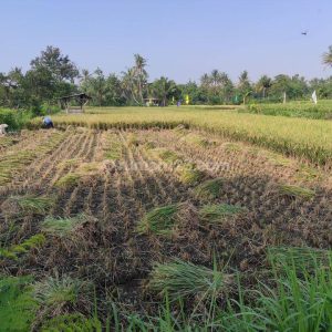Dijual Tanah Sawah Produktif di Karangtengah