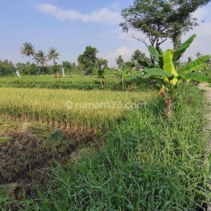 Dijual Tanah Sawah Produktif di Karangtengah