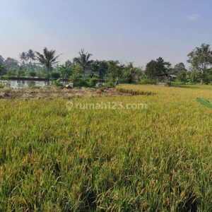 Dijual Tanah Sawah Produktif di Karangtengah