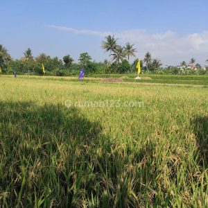 Dijual Tanah Sawah Produktif di Karangtengah