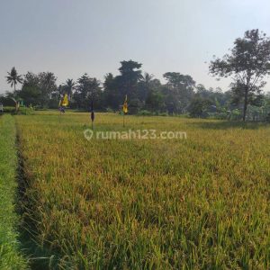 Dijual Tanah Sawah Produktif di Karangtengah