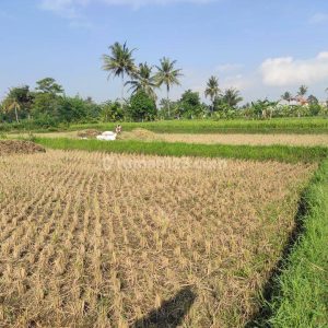 Dijual Tanah Sawah Produktif di Karangtengah
