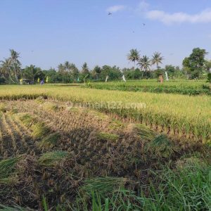 Dijual Tanah Sawah Produktif di Karangtengah