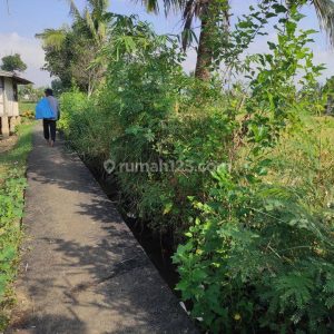 Dijual Tanah Sawah Produktif di Karangtengah