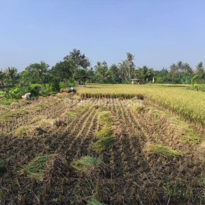Dijual Tanah Sawah Produktif di Karangtengah