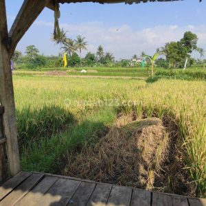 Dijual Tanah Sawah Produktif di Karangtengah