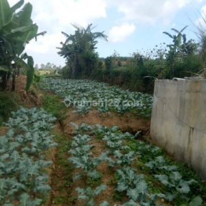 Dijual Tanah Darat di Cipanas