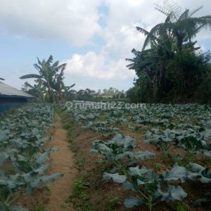 Dijual Tanah Darat di Cipanas