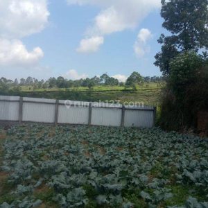 Dijual Tanah Darat di Cipanas