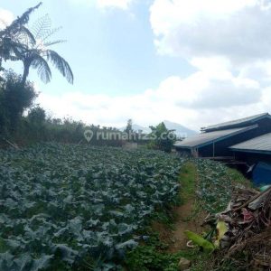 Dijual Tanah Darat di Cipanas