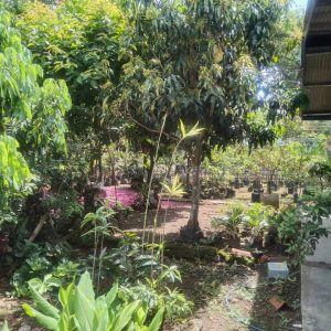 [C1963] Dijual Rumah di Haurwangi Cianjur