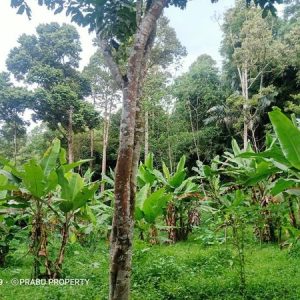 [C1954] Jual Tanah di Sindanglaka Cianjur