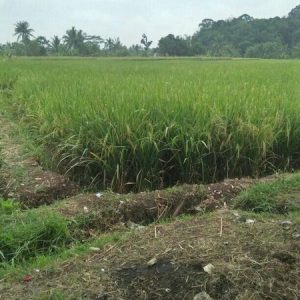 [C1986] Dijual Tanah Sawah Di Munjul Cianjur