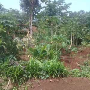 [C1977] Dijual Tanah di Sukaluyu Cianjur