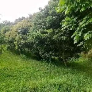 [C1999] Dijual Tanah Dan Bangunan di Gekbrong Cianjur