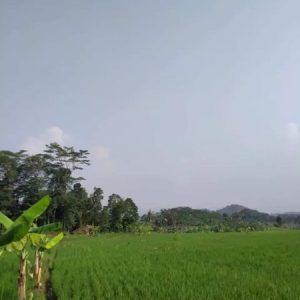 [C1981] Dijual Sawah di Ciranjang