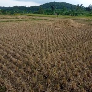 [C1981] Dijual Sawah di Ciranjang