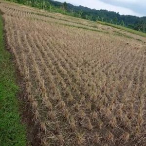 [C1981] Dijual Sawah di Ciranjang