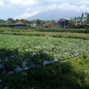 [C2001] Dijual Tanah di Ciherang Pacet